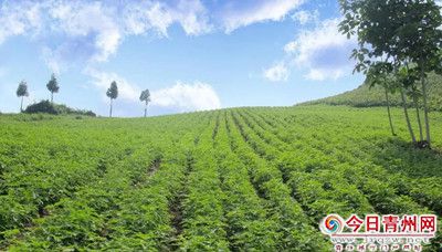 山水·茅峪道地药材种植基地 ：传承中医药文化 打造绿色生态宝库